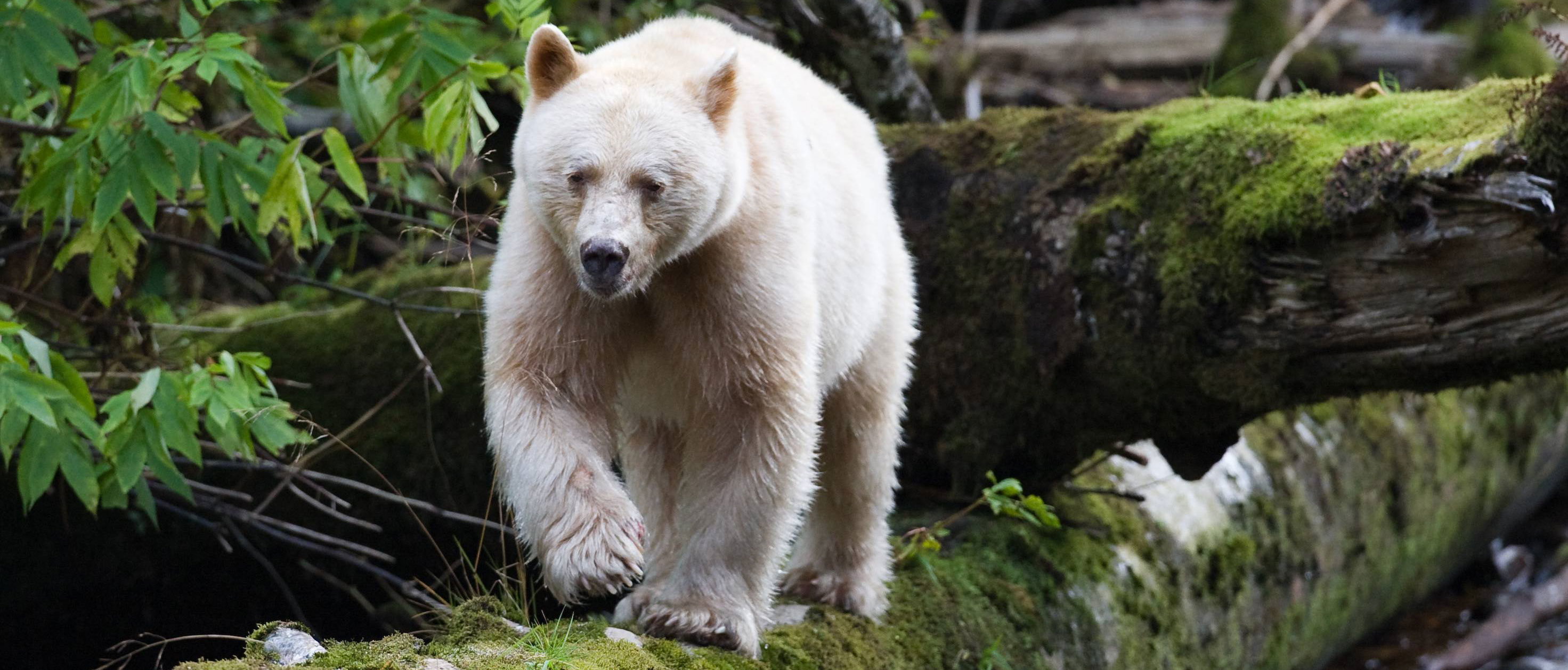 Spirt Bear Banner - Wild Web Encounters